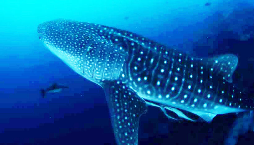 77db53c2-39ae-4f44-ba49-de445ce359b1