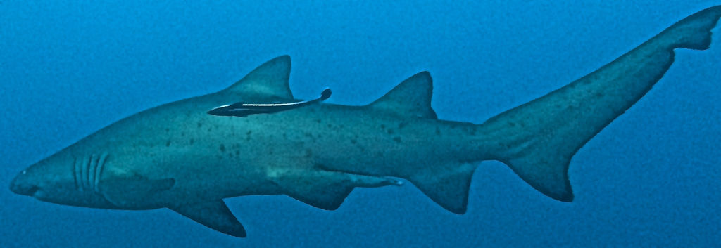 86877ed8-ad06-45b2-be60-795096059b94