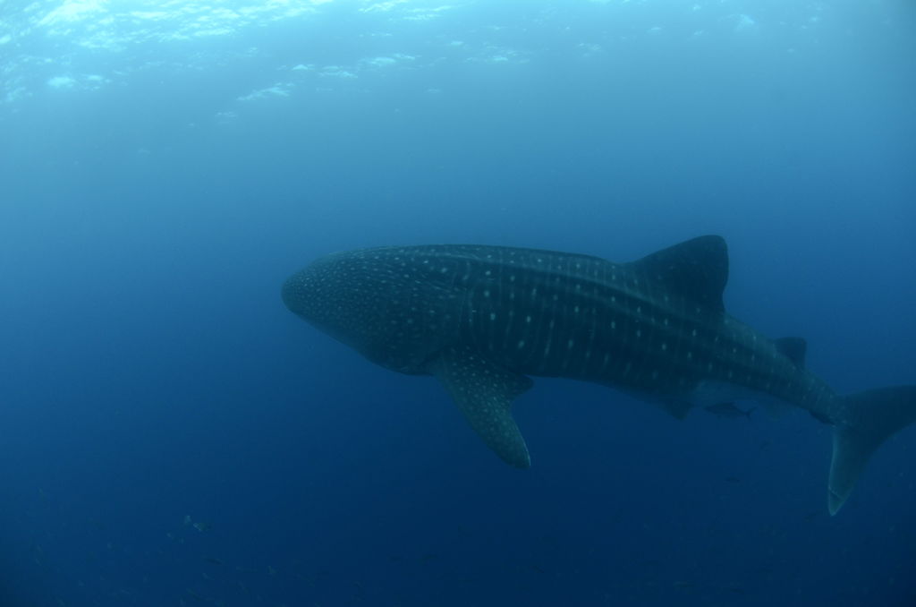 a37300d8-5ce4-47dd-8f84-de3e0563a431