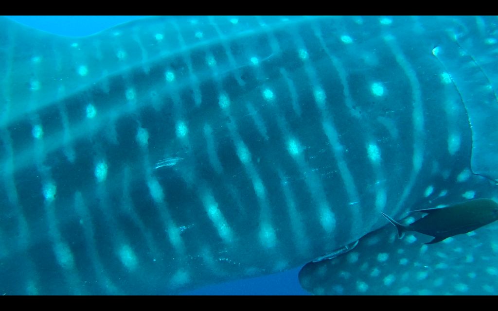 a37300d8-5ce4-47dd-8f84-de3e0563a431