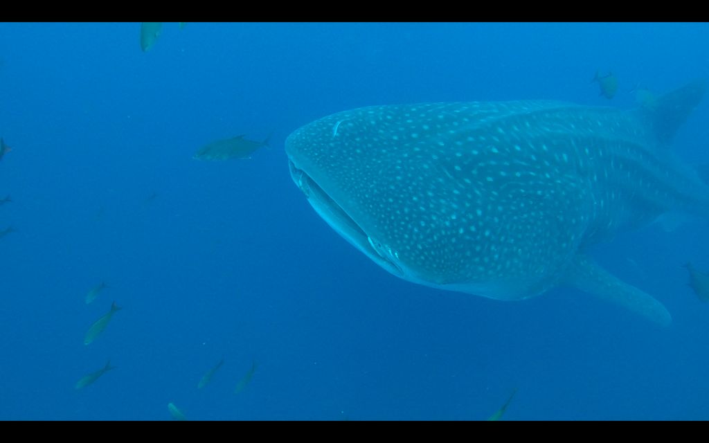 a37300d8-5ce4-47dd-8f84-de3e0563a431