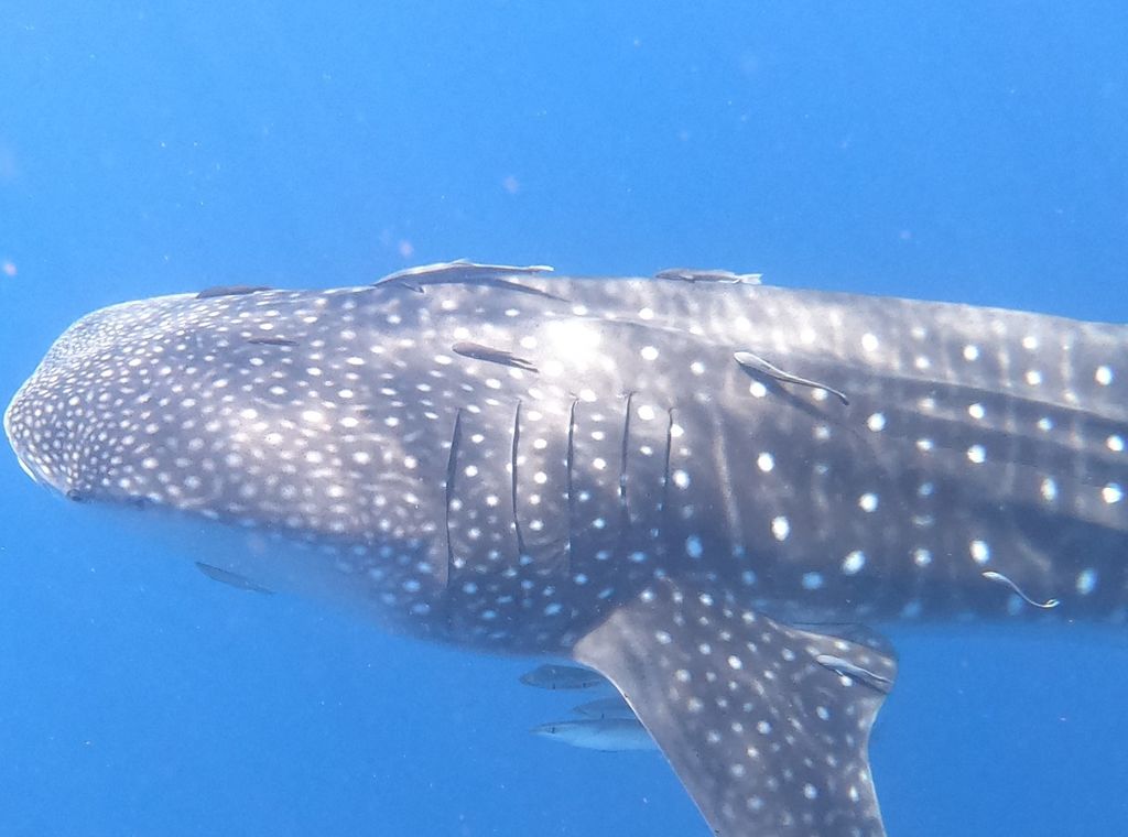 4d4968ca-25c6-414a-aca0-e156bc290f0c