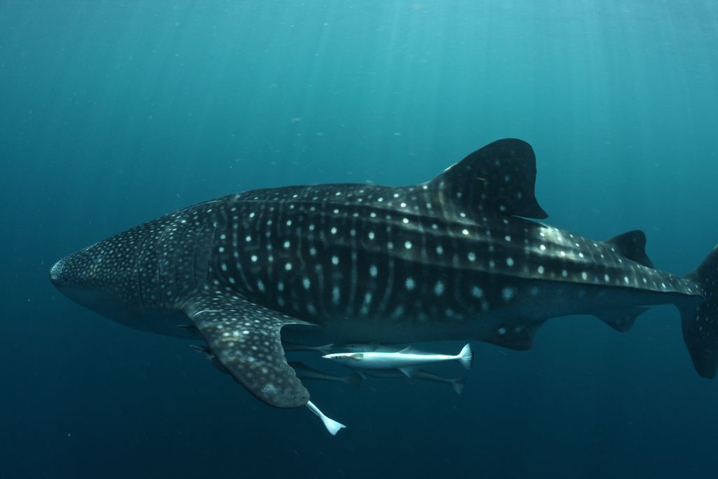 77300980-0e2a-452f-9828-ab047f8638fa