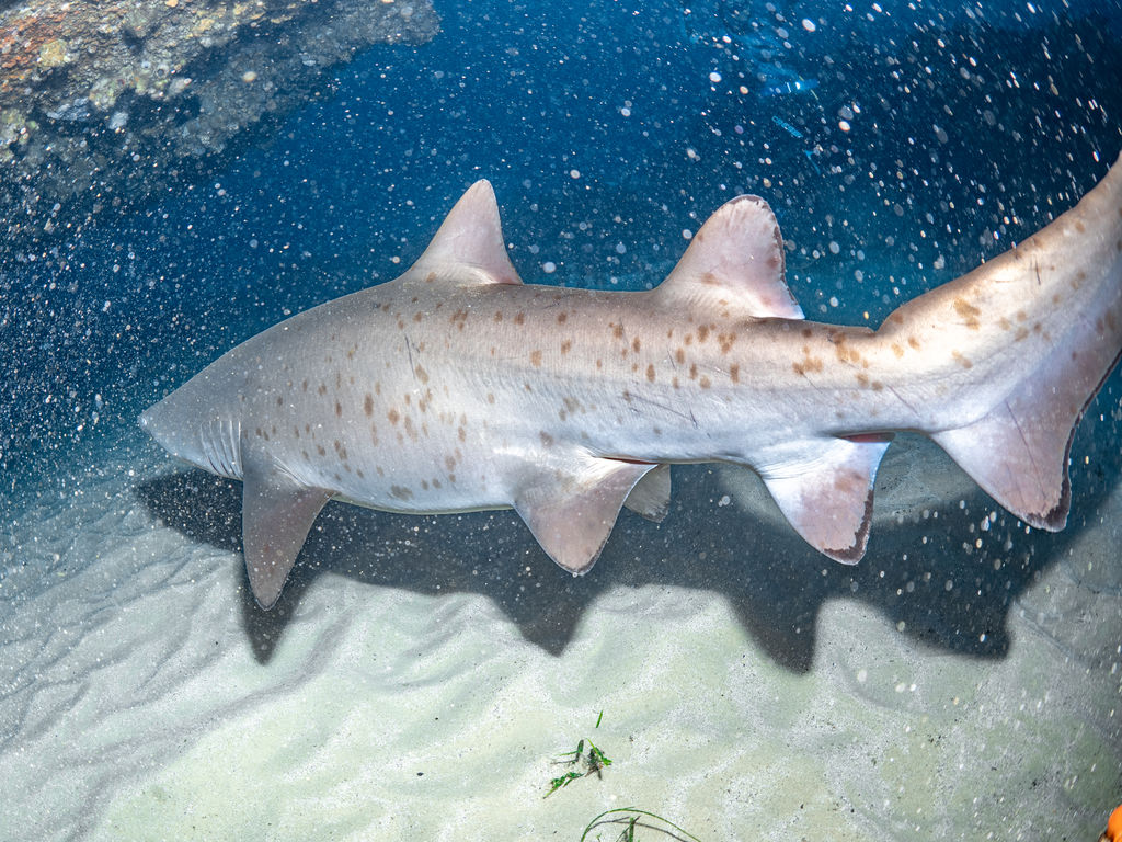 0a22e1de-e07b-4a18-8fb1-326cf1d3a85d