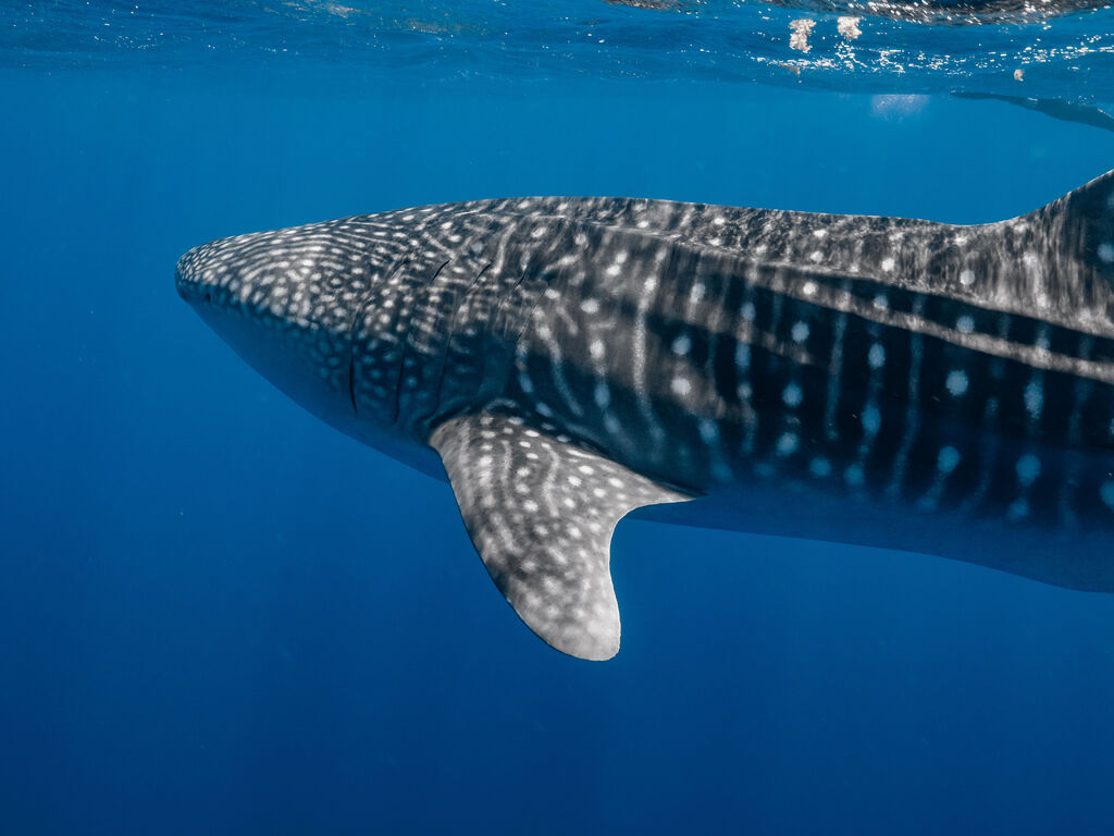 af24b216-4fd2-4f95-bf76-7d575d3b51f7