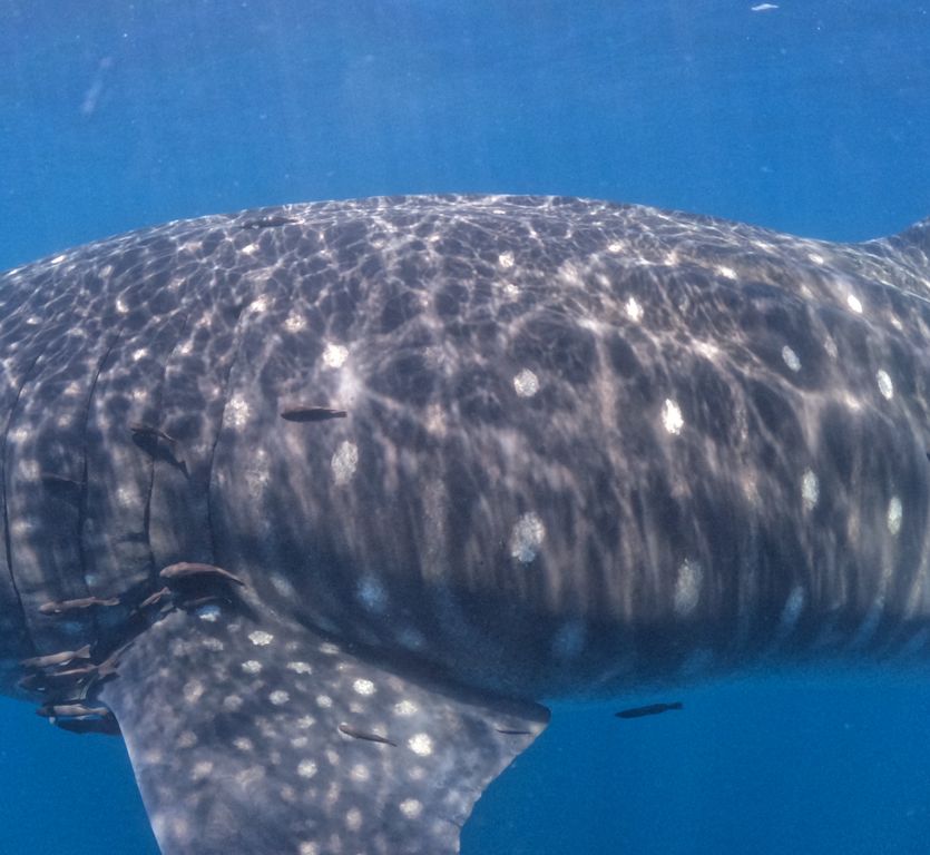 19434eb0-4ecc-49ad-9be6-8d8e952a74ef