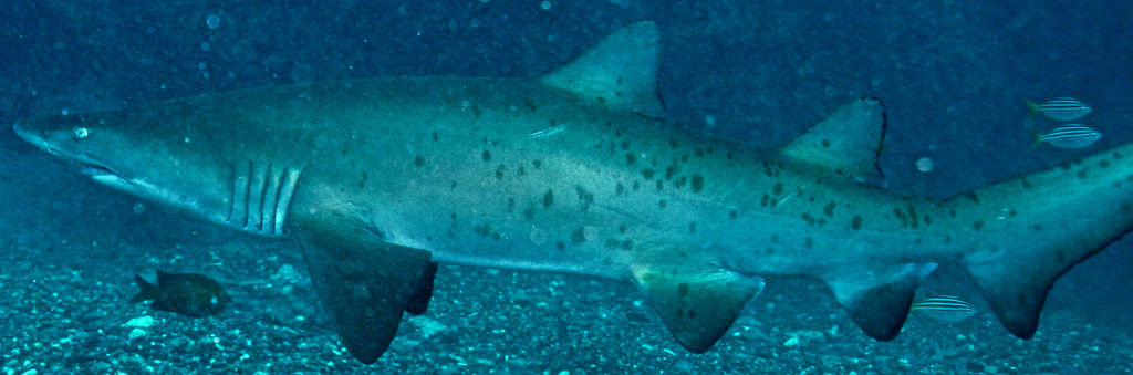 74bd6350-1c54-4d54-a538-365477214397