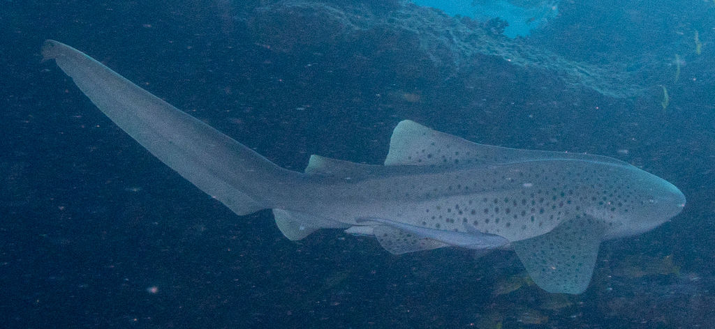 6c2a82d3-ba23-4da1-85df-462660339368