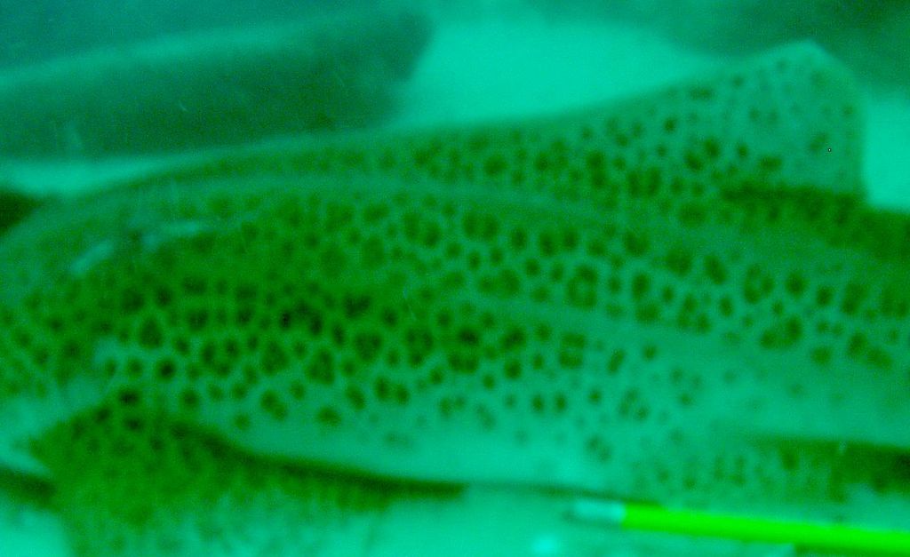 515de7e9-90dc-41e8-8402-a7749fbfcc47