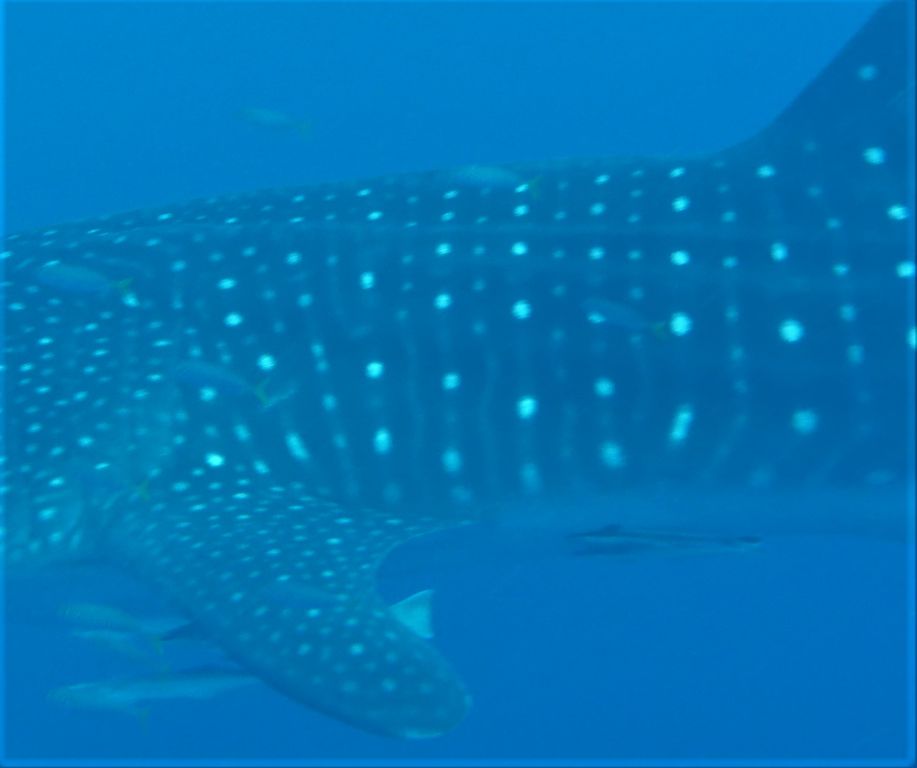 aeb02e0b-6d4d-4f31-82df-b0e35718b43f