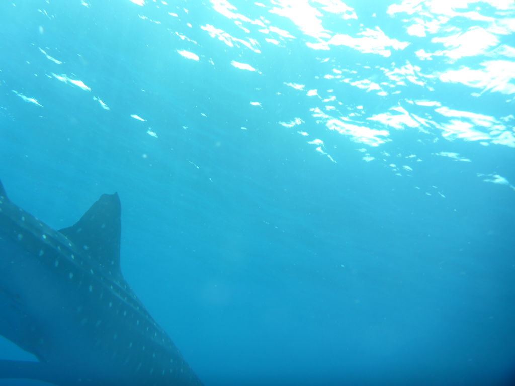 aeb02e0b-6d4d-4f31-82df-b0e35718b43f