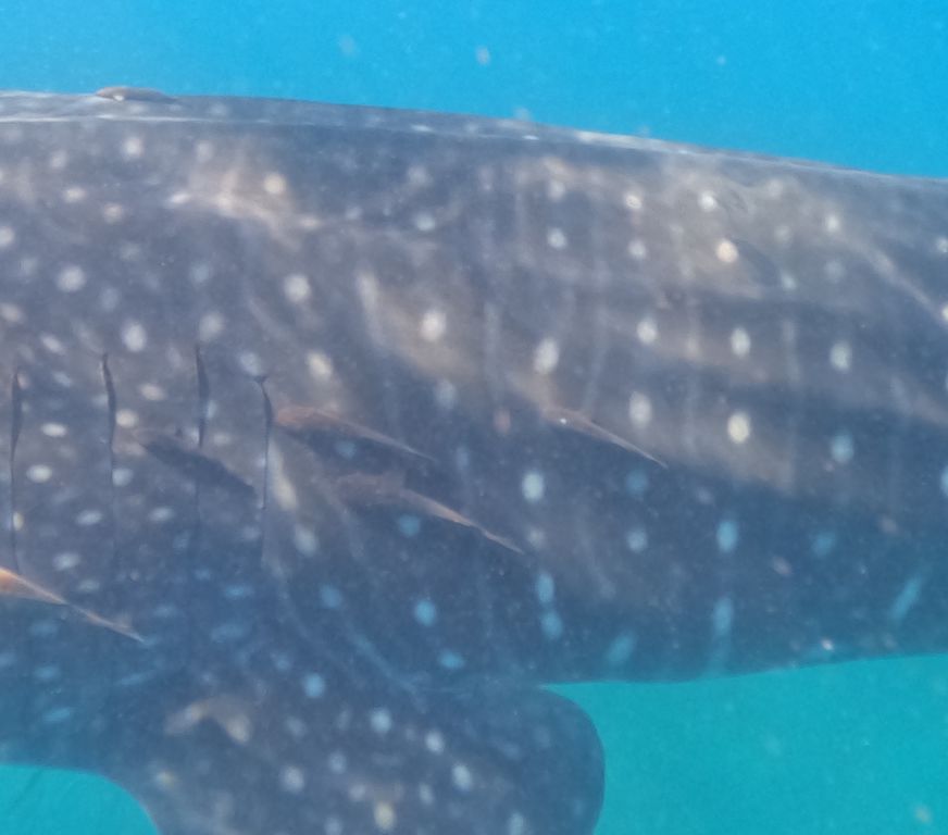 484bd319-dfb9-40e2-90a9-e4aa2b04d482