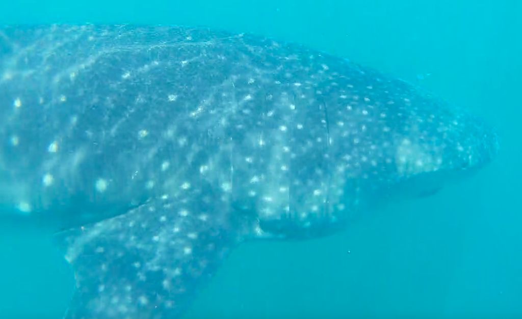 92c5b1ae-096e-44db-a97e-cd87abdd137d