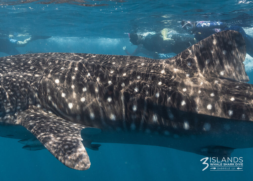 09022d74-afab-402d-aeb1-106329f444cd