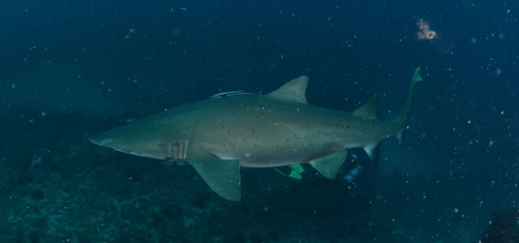 51565b11-a55d-462f-8d34-f2feb1e8a6dc