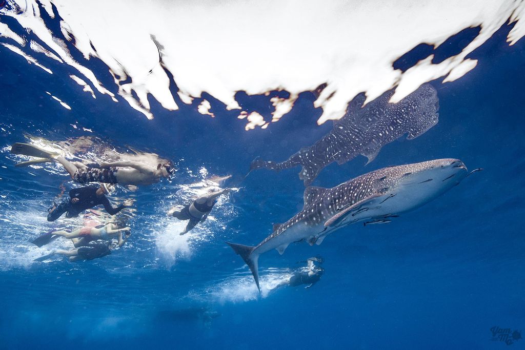 18113823-f79a-4910-b1c3-2be0a63897f5