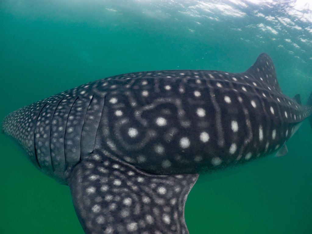 100cb011-537c-4536-b717-9ba3902fc5d6