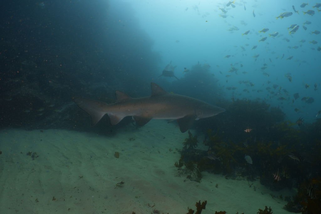 d0cb8777-efaa-4d47-8374-e8d200c84025