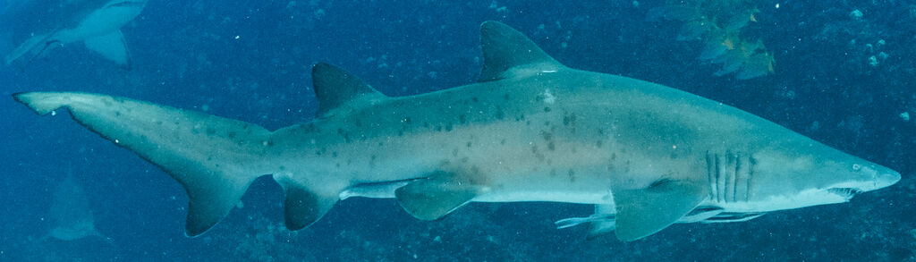 0beea933-9c5d-402d-959b-28625a0a278a