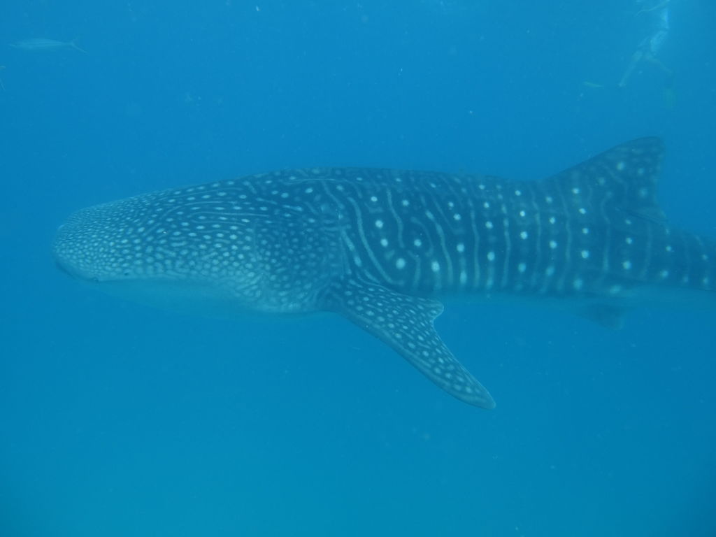 5ab9e7f8-5ee8-4aa1-a5c4-18bb46e635a5