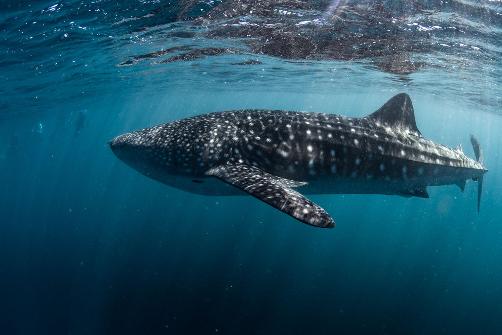 2c9fef08-4e94-43c4-b615-11e0ed0114a1