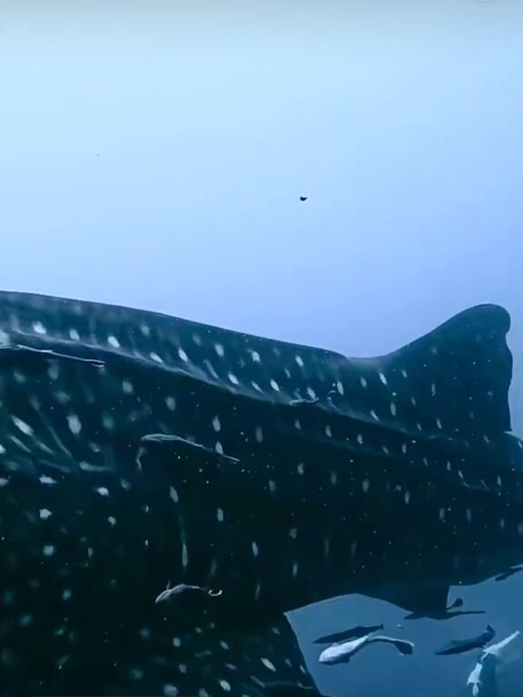 e7feaa55-5396-4589-b6dd-b795ee3d7c1e