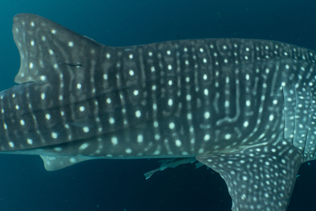 90461433-edcd-477a-8947-005962099c00