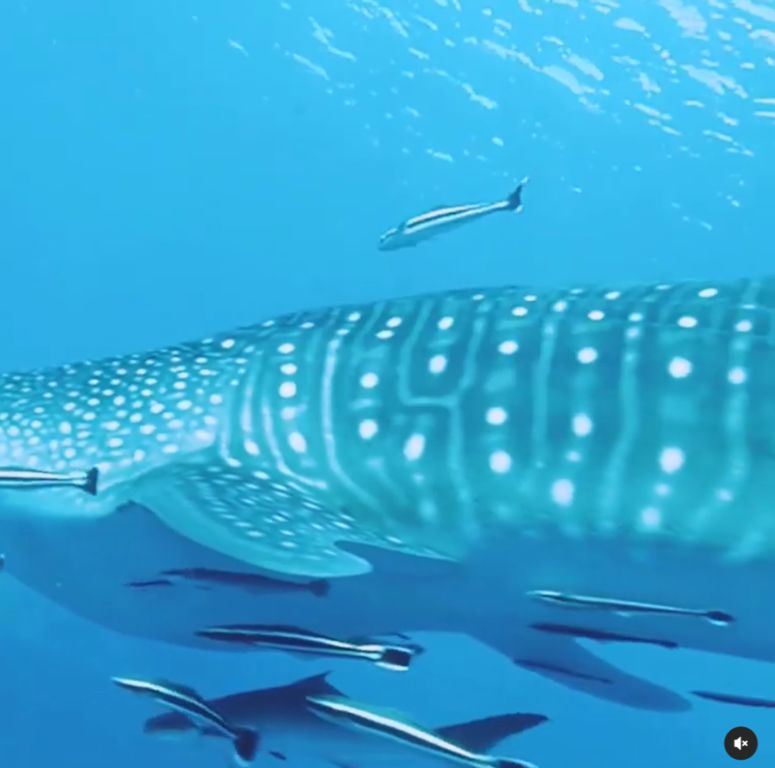 58f12568-d1a4-4604-a716-611402405a17