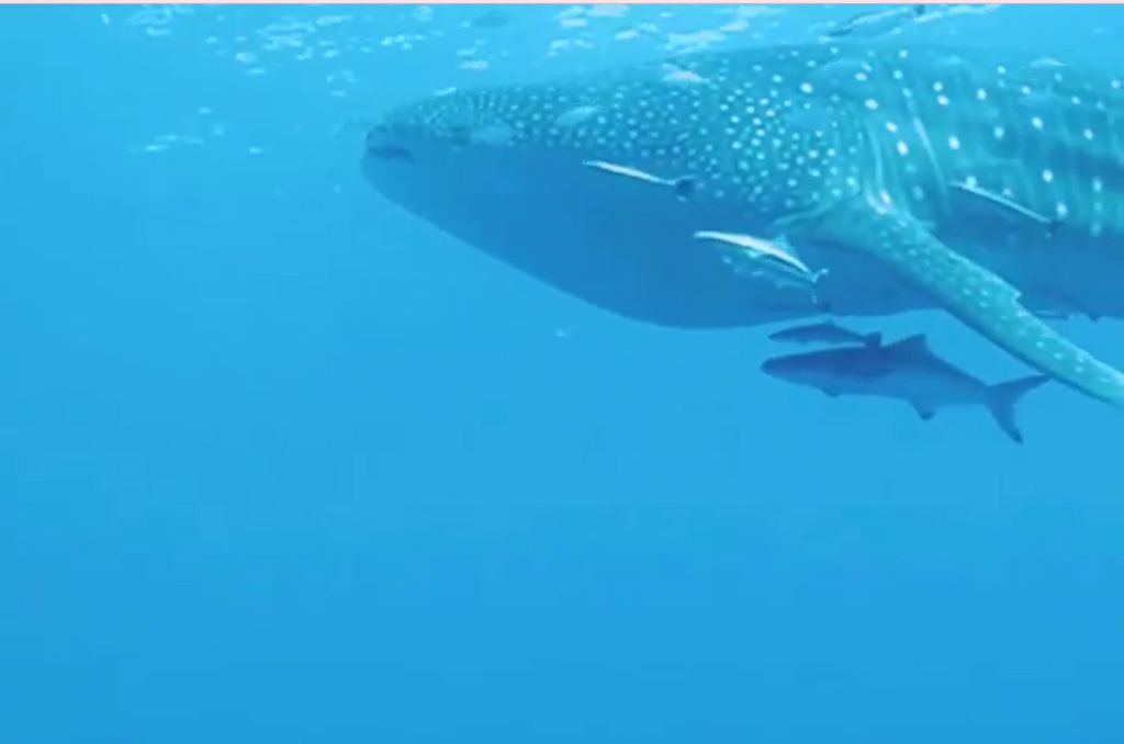 58f12568-d1a4-4604-a716-611402405a17