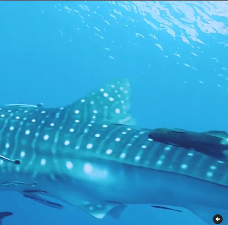 58f12568-d1a4-4604-a716-611402405a17