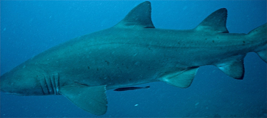 195858c3-faf0-4069-bcf4-1027850be841