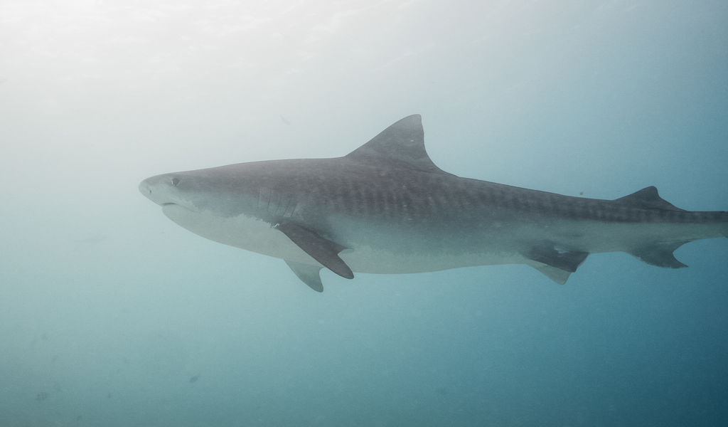 23a3b530-4a3c-4d03-bbfd-d5000d43eab5