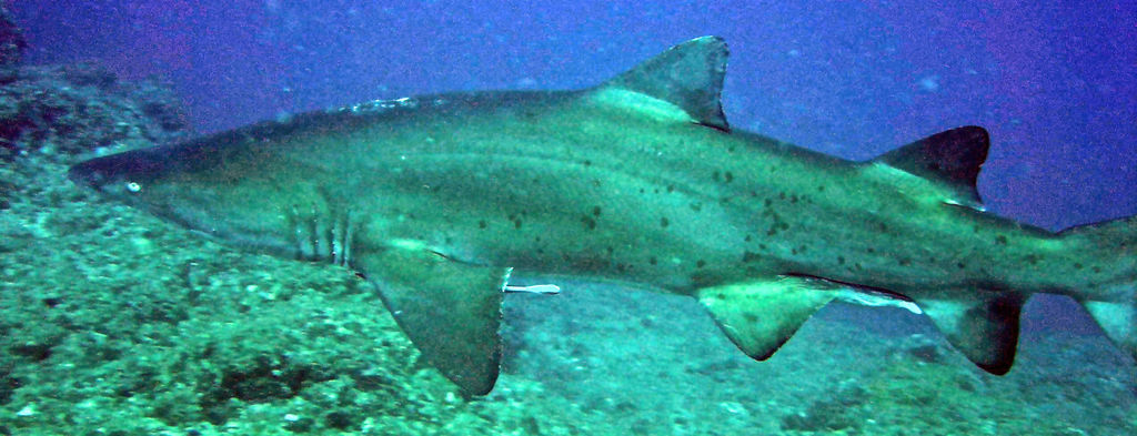 5e088635-bdc1-4b5e-a7f9-50edaa3ccbb3