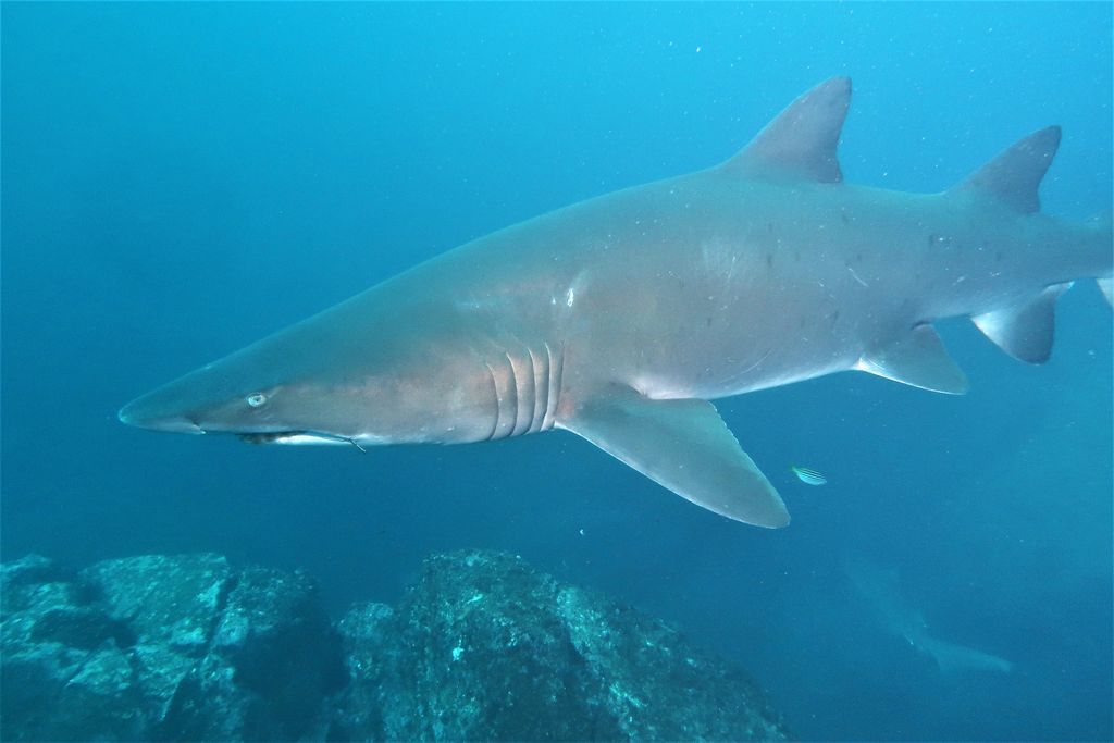 2632a8f4-211b-450d-8c0d-3b08828bc84e