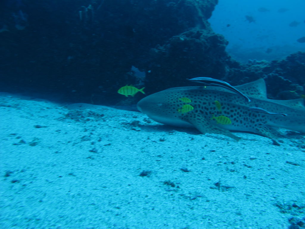 54bec2c5-de09-4fdd-8b8d-4b81e03bca58