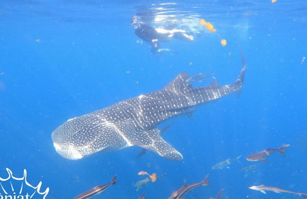 cc093b53-06d4-45f7-8a07-8e44c9c9a4ca