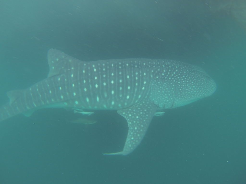 0eea8c61-7dd5-460b-9131-6e1e9974473c