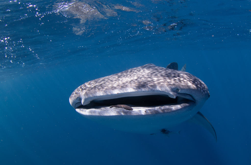 d3a4ba83-39b4-42fb-98e1-079316871e4f