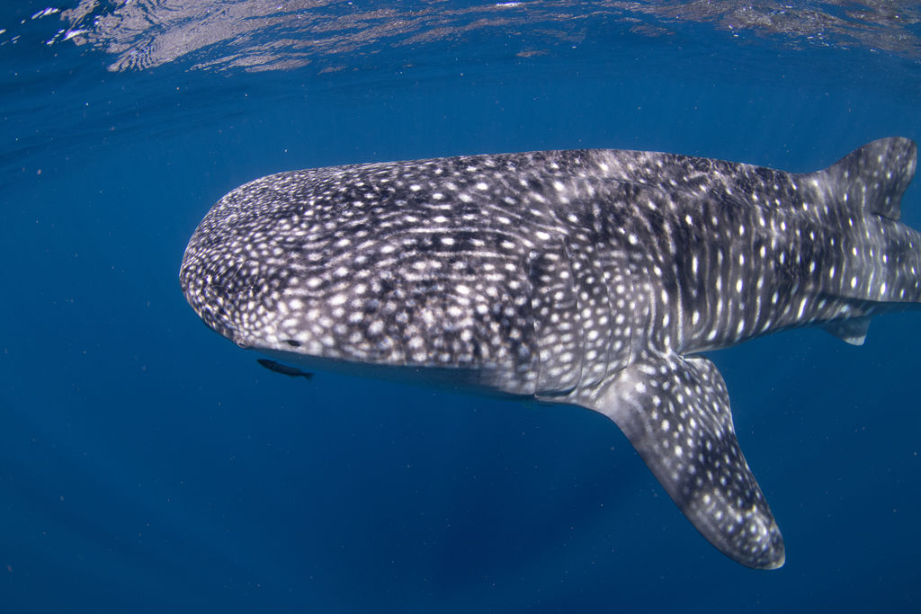 d3a4ba83-39b4-42fb-98e1-079316871e4f