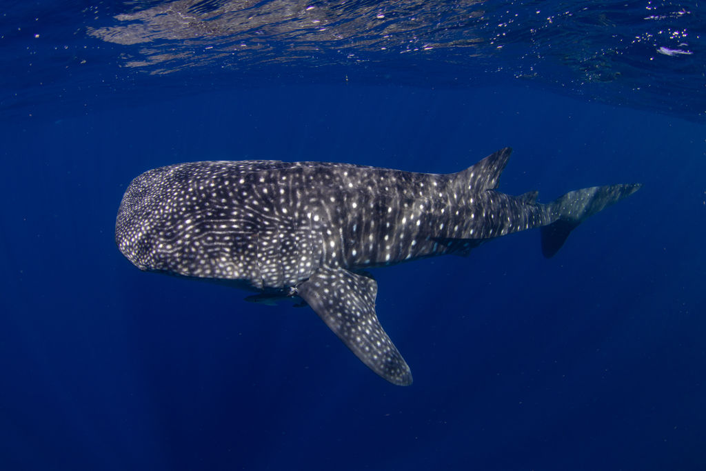 d3a4ba83-39b4-42fb-98e1-079316871e4f