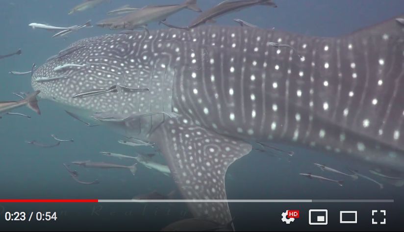 08444ce0-c433-4dcf-bdaf-6001c558bf3b