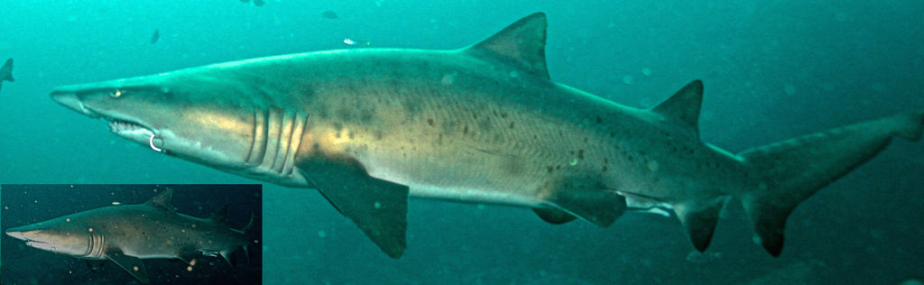 8bad8132-146e-4f1f-9a23-2b3307df057c