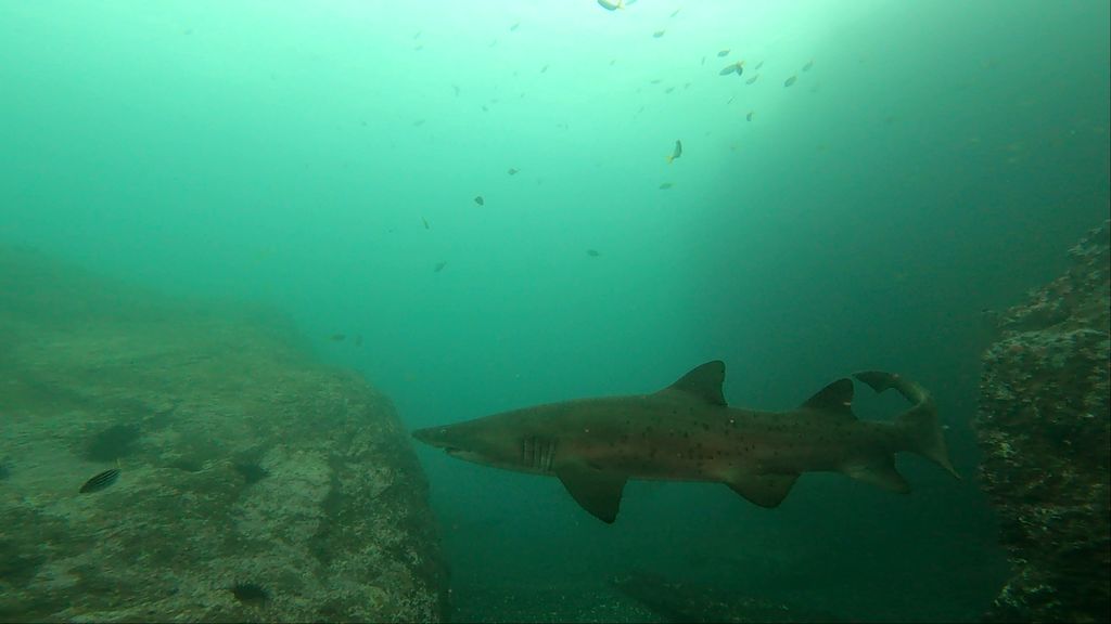 ec3d3636-cee4-4c1a-b366-dda0b8f3b512