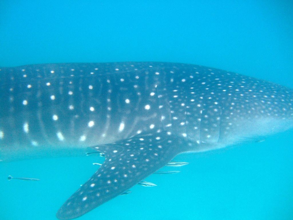 5ea84d8a-c475-43ea-a928-2713af60b950