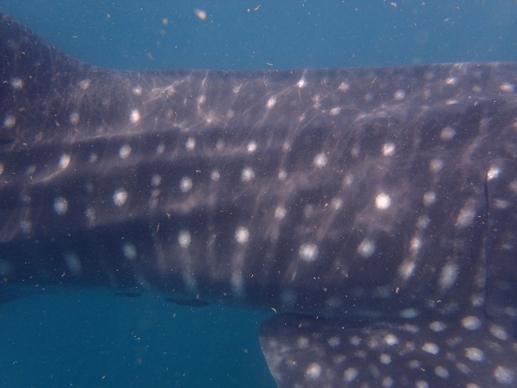 a2bef891-d2a7-4f02-bc28-1969f227ef96