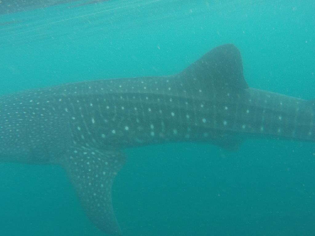 a2bef891-d2a7-4f02-bc28-1969f227ef96