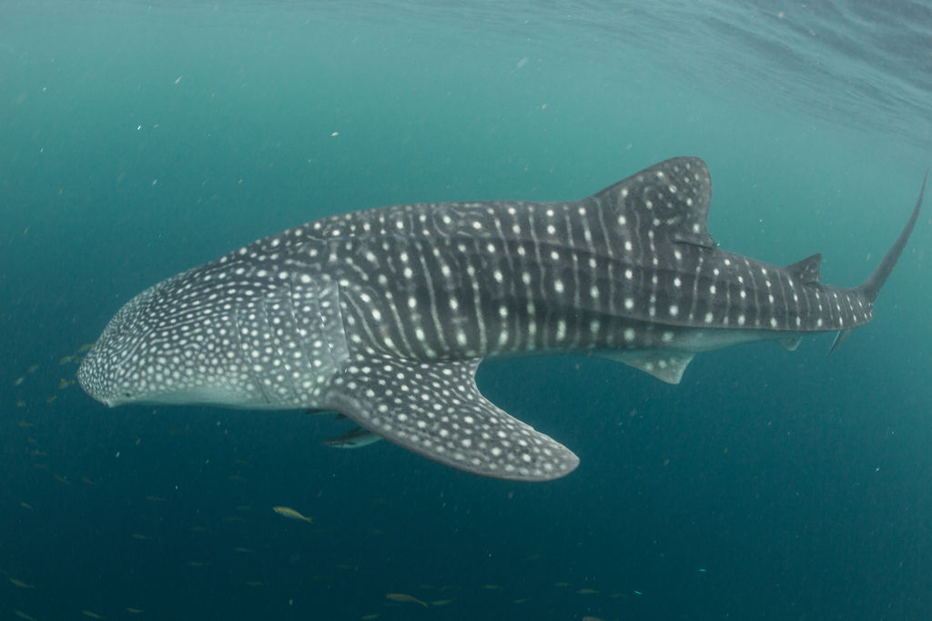 846fc0f9-7625-4220-8c44-65a089aee9e7