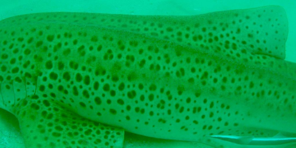 e2bc5fa2-eeff-4dd8-afa0-80347c4c4cc3