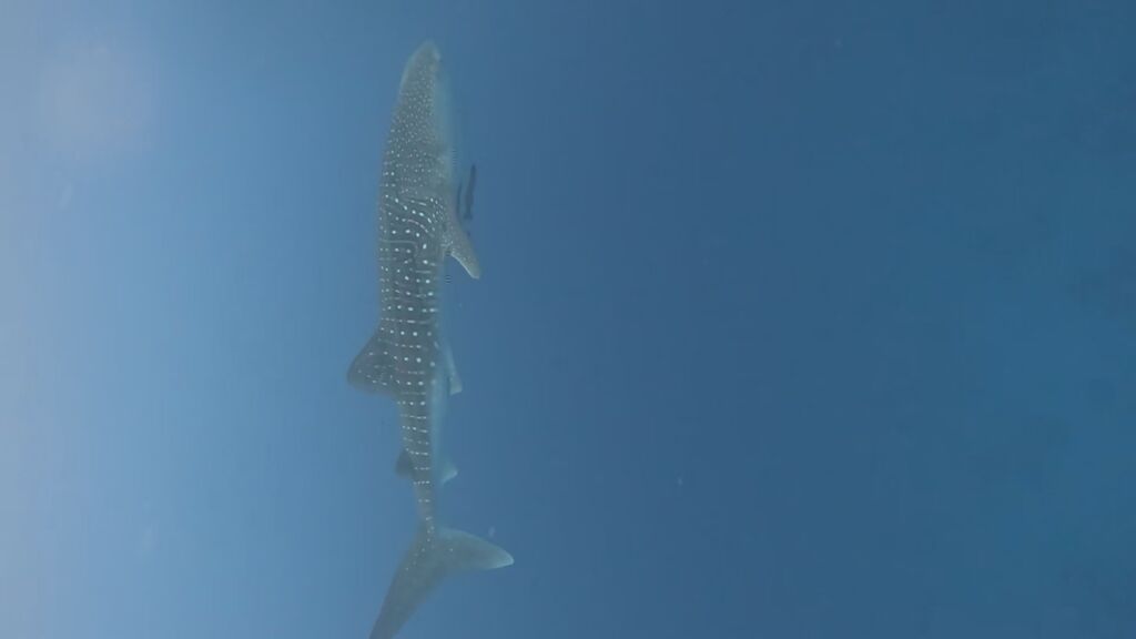 1e384185-1cb5-408c-a7db-ccb23ba46808