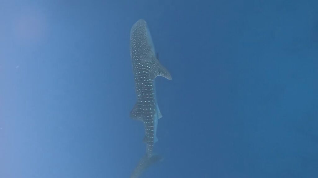 1e384185-1cb5-408c-a7db-ccb23ba46808